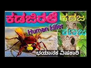 Human killer insect kanaja