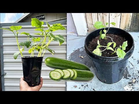 How to Grow Cucumbers in Bucket or any Container (Part 1) Planting, Fertilizing, and Care Tips!