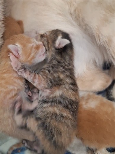 El que gana se queda con la leche: sonidos de gatos y maullidos