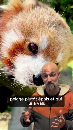 Panda roux : le petit acrobate des forêts d’Asie en danger