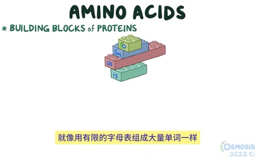 一个视频讲解清楚：组成蛋白质的最小单位——氨基酸！