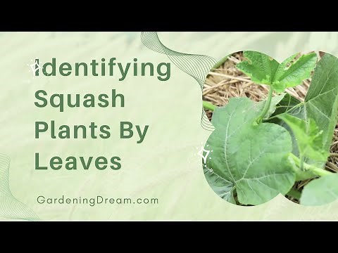 Identifying Squash Plants By Leaves