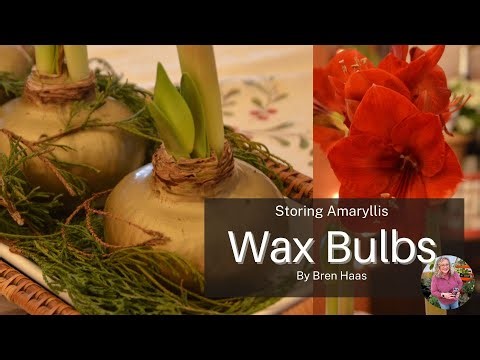 Storing Wax Covered Amaryllis Bulbs