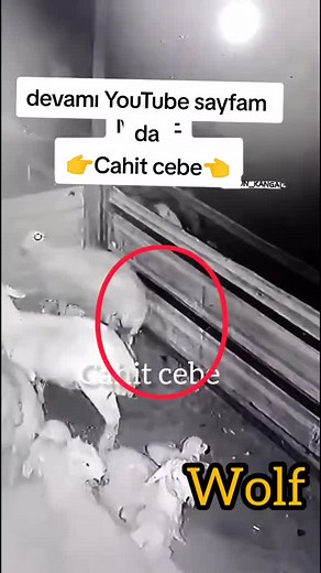 Wolf Attack. Poor sheep #wildlife #animals