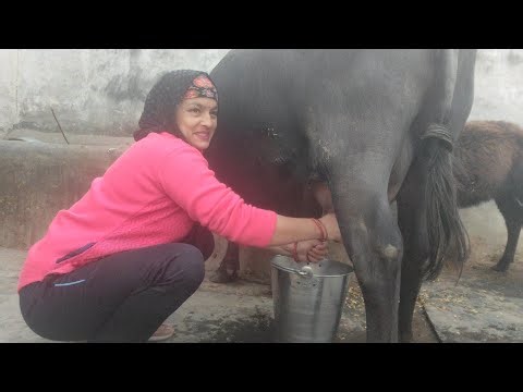 Phir se Ramdulari ki jabardast milking 😜😅 #buffalomilkingbyhand