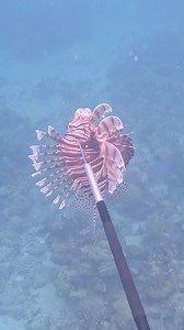 229K views · 9.9K reactions | Lionfish Catch and Cook! | Gray Davis | Facebook