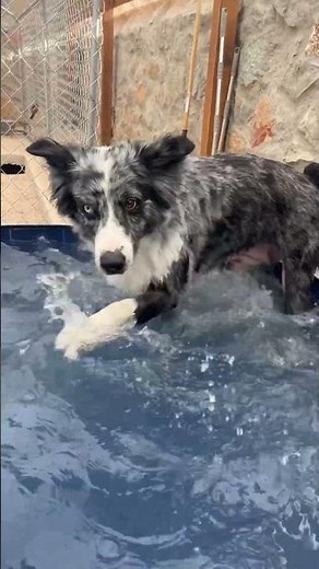 Australian Shepherds LOVE playing in the Water. 💦