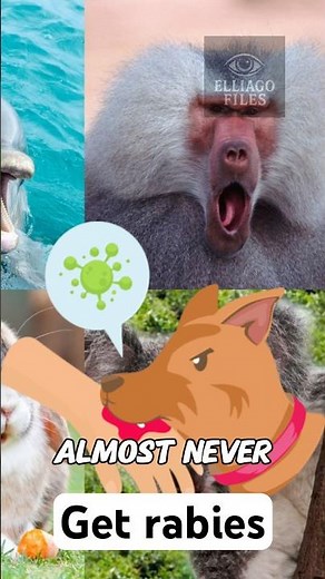 Animals That Almost Never Get Rabies 😱 You Won’t Believe This!