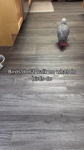 Giz is being a naughty boy and back to gaslighting again!! #gizmosjourney #africangrey #gizmothegreybird #gizmo #talkingparrot #bidsdontwalk