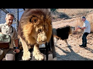 LION Murders Make Me Furious | The Lion Whisperer