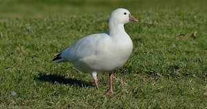 Ross's Goose Similar Species to, All About Birds, Cornell Lab of Ornithology