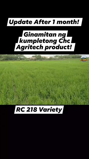 1.4K views · 20 reactions | Update after 1 month! Ginamitan ng kumpletong Chc Agritech Product! #elkabukidagritech #buhayprobinsya #buhaymagsasaka #chcagritech #reels #videoviral #reelsfypシ #reelsviralシ @followers | El Kabukid Agritech | Facebook