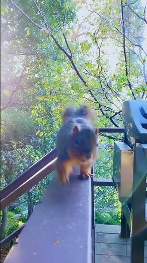 Dr. Chelsea: How Do You Treat A Squirrel With Mange?💊🐿️🌰❤️‍🩹👩‍⚕️ #Shorts