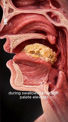 The Function of the Uvula