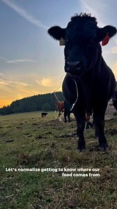 2.4K views · 51 reactions | Support your local ranchers and farmers #supportlocal #supportlocalfarmers #knowyourfarmer #beef #beefitswhatsfordinner #reelsfbシ #reelstrending | The Dam Farm | Facebook