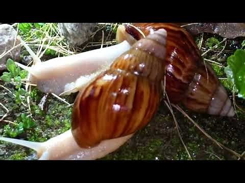 Snail Secrets REVEALED: How They Survive, Eat, and Reproduce (You Won't Believe #3!)