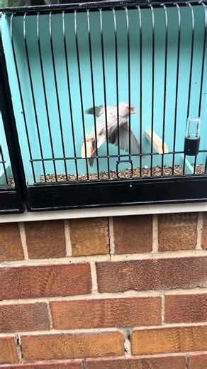 Canary Breeding Tips for Red Mosaic Agate Canaries