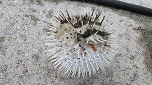 【沖縄観光】大人も子どもも楽しめるタイドプール遊び (沖縄) - 旅行のクチコミサイト フォートラベル