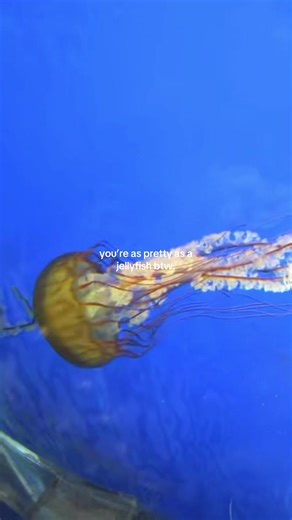 #jellyfish #iloveyou #romance #sea #oceanlife | Jelly Fish