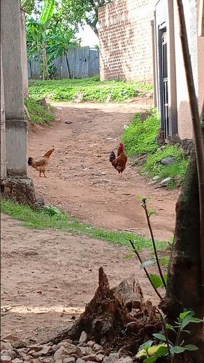 scared chicken sounds | Chicken sounds