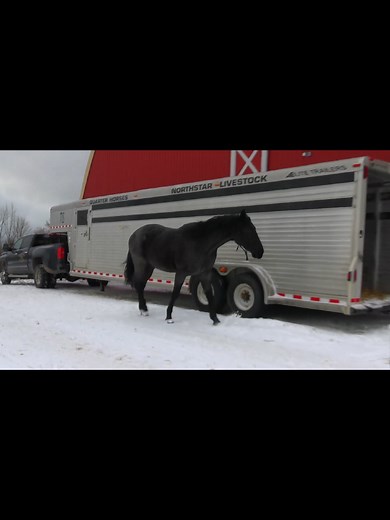 This young stallion is getting pretty good at loading. #horsetraining #horsemanship #trailerloading #horsetrailer #libertyhorse