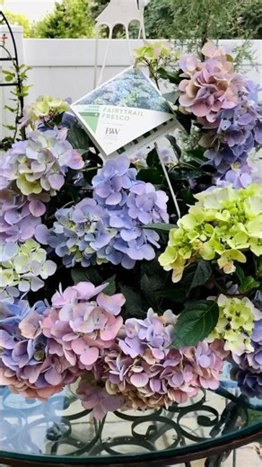 I got lucky! 🌸 Meet the 2026 Fairytrail Fresco Hydrangea ✨