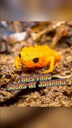 Pumpkin Toadlet | This Frog Can't Jump #animalenigmas