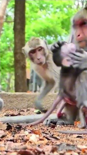 Monkey species: The little monkey mistakes a grumpy mother for its own.