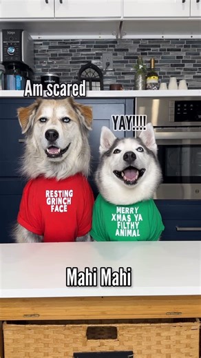 Champ & Tyson on Instagram: "One moment of weakness and they want to nail you to the cross. Champ and Tyson try flounder, cod and mahi-mahi. We didn’t get to film a new Christmas food review this year since Champ hasn’t been well. So we hope you enjoy this throw back. #dogstryfood #foodreview #dogs #huskies"