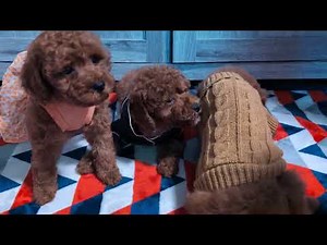 These 3 Beautiful Little Red Toy/Mini Poodles are Available for Adoption