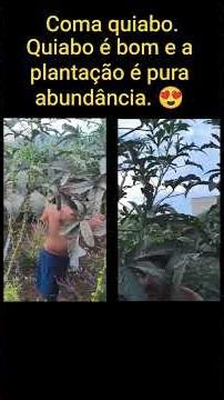 Coma quiabo e se puder plante quiabo em casa. Quiabo é bom e a plantação é pura abundância😍