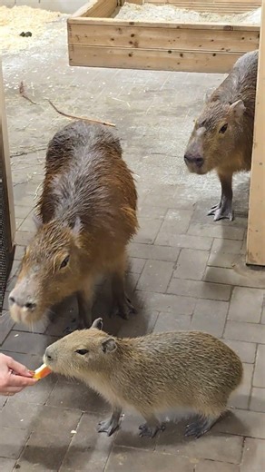 Irresistible Cuteness! Tiny Capybara Enjoys the Sweetest Evening Snack 🥹🐹🌙