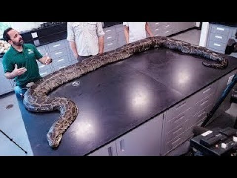 Python as a Pet: A Feasible Idea?