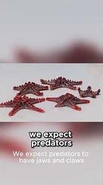How Starfish See Without Eyes And Hunt Like A #facts #marinemystery #biggestsquidx