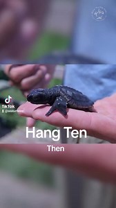 Overcoming birth defects that prevented her from joining the rest of her hatchlings on their journey, Hang Ten the Kemp's ridley sea turtle persevered, transforming her into a determined adult ambassador for her species. | Sea Turtle, Inc