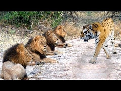 호랑이vs사자 화난 호랑이와 무서운 사자와의 승부! tiger vs lion