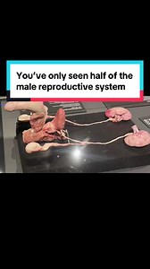 Most people think the male reproductive system is external…including the penis, scrotum and testicles. However, that’s only part of the picture. What you’re seeing here shows how much actually sits inside the body. 👉 The visible part is just one section 👉 Internal structures include the prostate gland and seminal vesicles 👉 The prostate sits close to the rectum, which is why it can be checked during health exams 1 in 8 men will get prostate cancer unfortunately… Yet most don’t even know: 👉 w