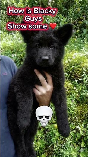 Black German Shepherd Puppy 🖤 | 2 Months Old Fluffy Beauty & Strong Bone Structure 🐾
