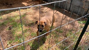 27K views · 1.3K reactions | PETA fieldworkers improved Mamma's makeshift pen from a small, cramped enclosure—which she could barely see out of—to a safer, more spacious one allowing her to observe her surroundings. | PETA (People for the Ethical Treatment of Animals) | Facebook