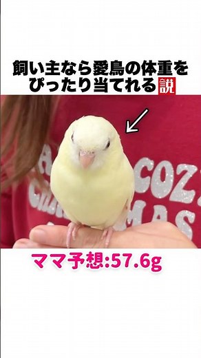 [Parakeet] When we tested the theory that owners can accurately guess the weight of their pets, t...