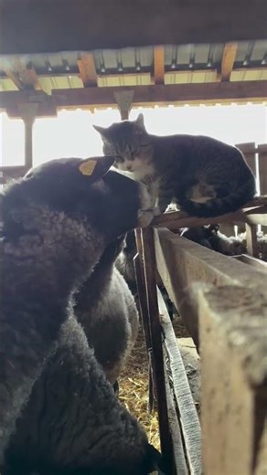 Mačak Simba i međurasne nežnosti - Farma Tadići