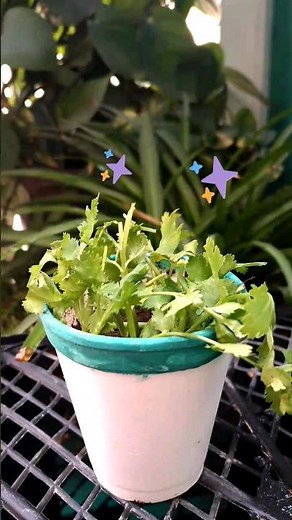 🌿 How To Grow Cilantro at Home in Just 1 Week! FAST & EASY 🌱