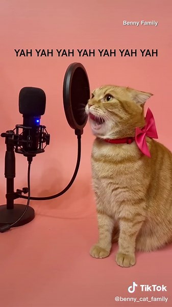 Cat Cover of BLACKPINK's '붐바야 (BOOMBAYAH)' by Benny the Cat