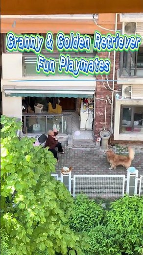 90-year-old granny plays balloon volleyball with her golden retriever #funny #love #dog #granny