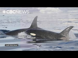 How Arctic orca populations could pose a risk to other whales