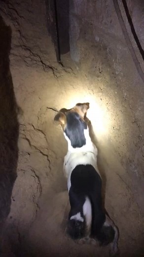 Jack Russell Terrier Rat Hunting on a Farm