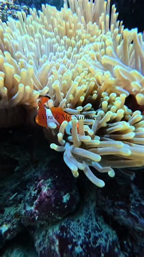 Summer in Bali, together?🏖️🌊#travel #snorkeling #menjanganisland #bali #indonesia