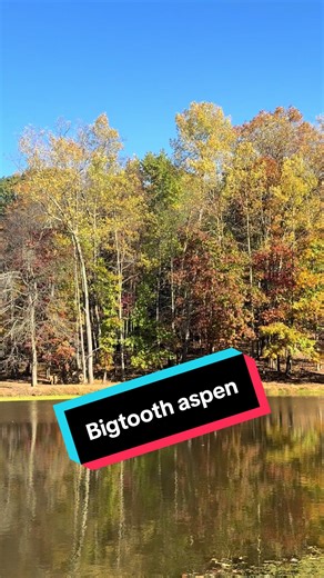 Just saw the beautiful Aspen leaves trembling in the wind and had to share. I love the fall foliage! #quakingaspen #aspentree #fallfoliage #fallleaves #cooltree