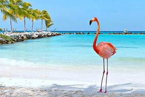 Aruba 2026 - Individualna Putovanja Na Arubu | Travel Boutique