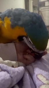 Love watching this little man Zeus learning things. He was nut treated out so refused them and tried to close Tara’s fingers back up.. so smart! Just keep those for me for later Mum please!👌👏💕 | Macaws And More
